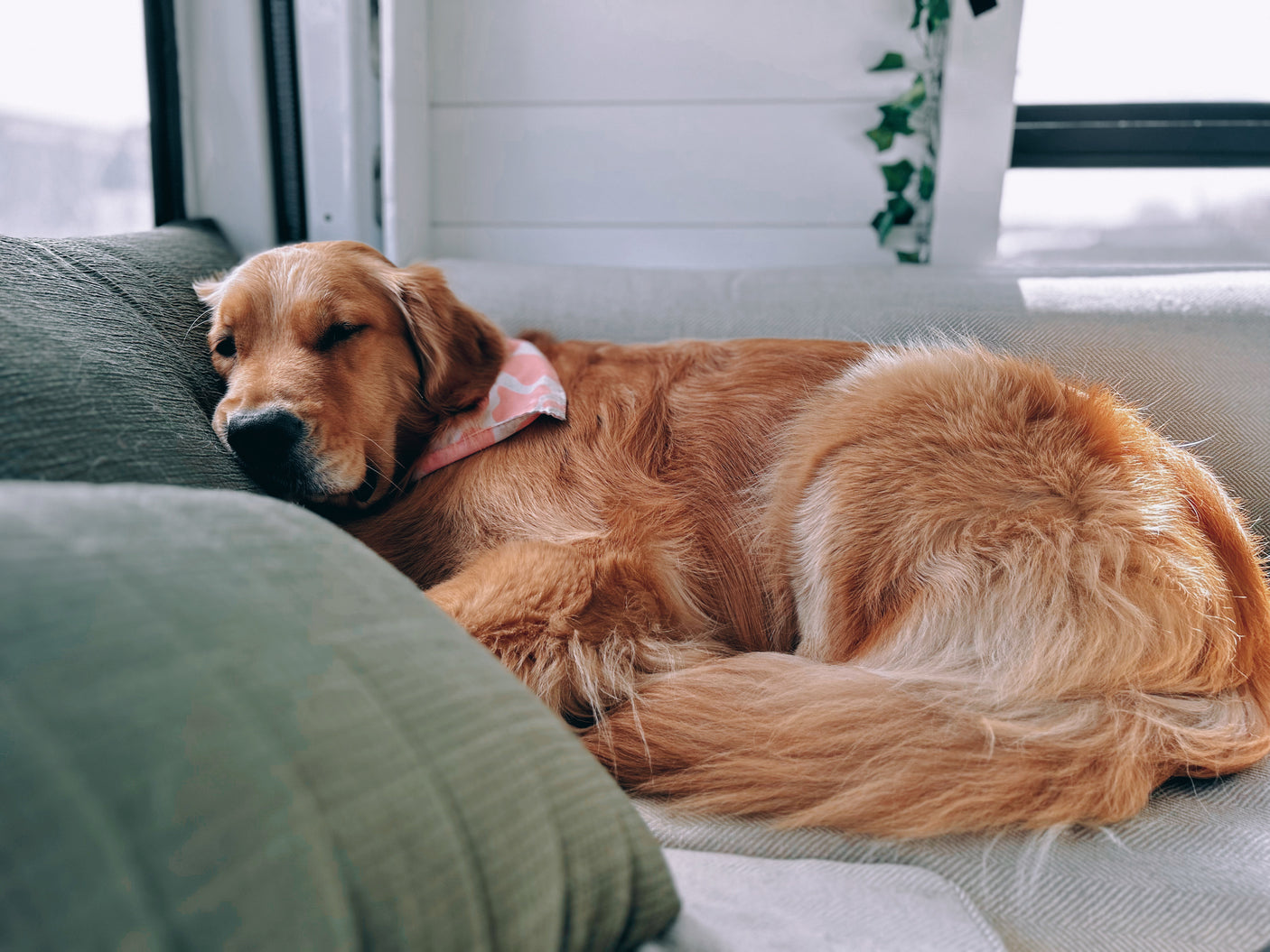 Custom Build Luxury Off-Grid Apartment on Wheels (Dog Friendly)