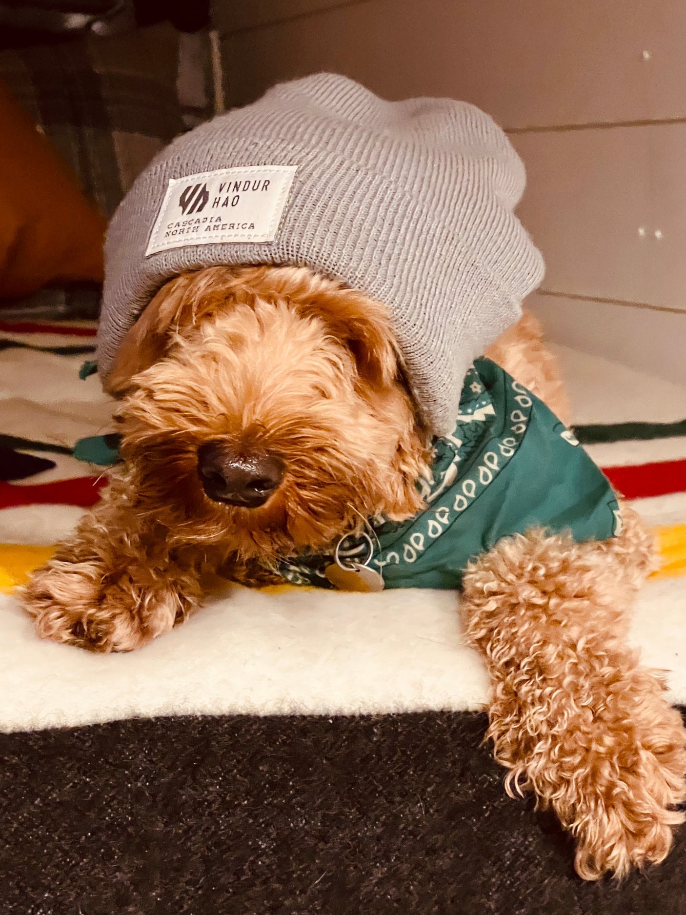 This cute dog, cozy in its beanie & bandana, is ready for an RV rental adventure!