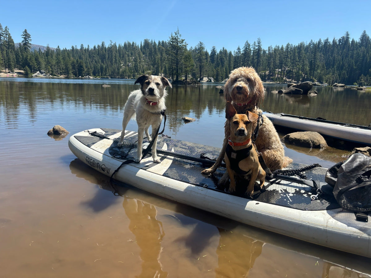  parked in a sunny forest.|Cahaba rv rental with organized camping gear & dog harnesses on the back. A portable propane grill is set up for outdoor cooking.|Compact RV rental wet bath with toilet — photo 12