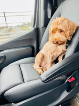 Adorable dog on an RV rental adventure, sitting in a comfy leather seat, enjoying the highway view.
