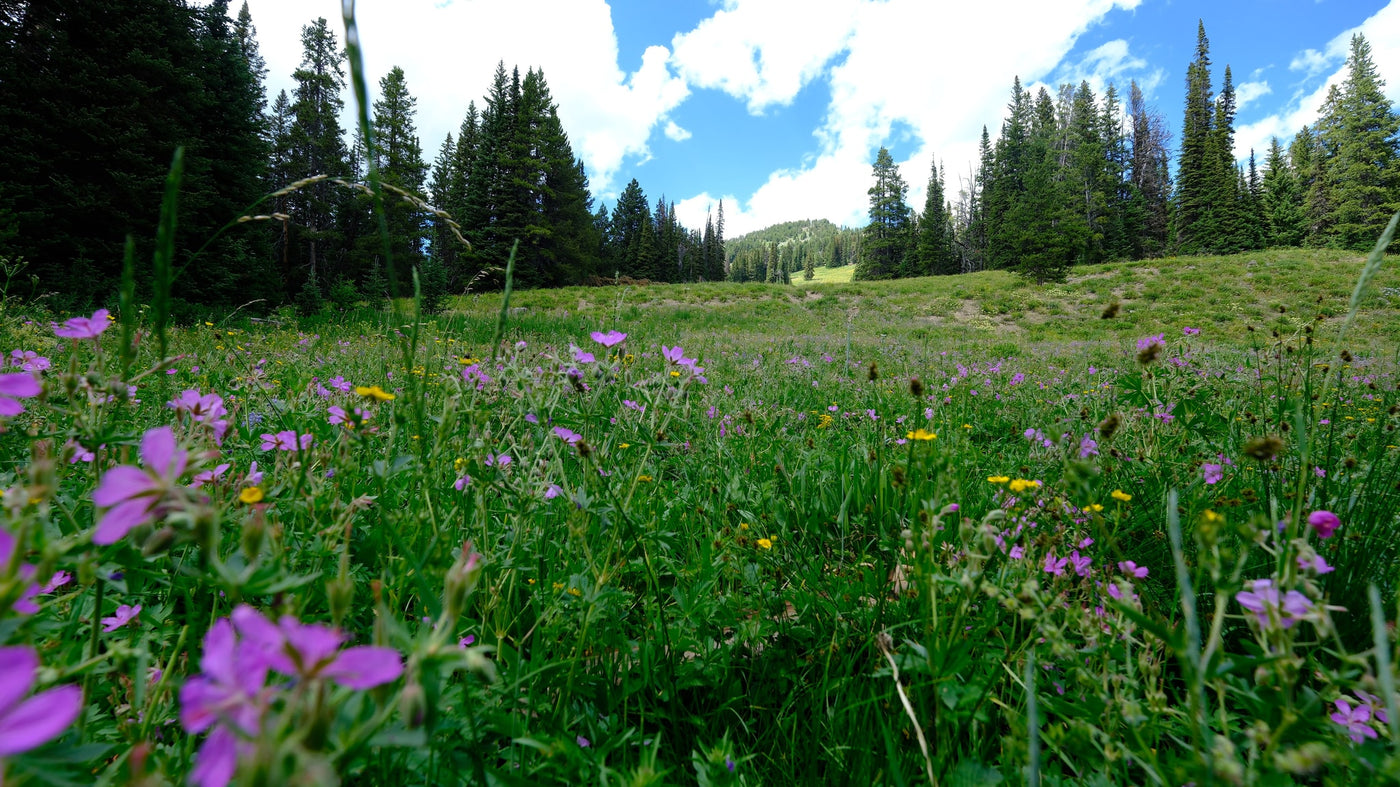 RV rental journey through a vibrant mountain meadow with purple wildflowers and towering pine forests under a blue sky. — photo 11