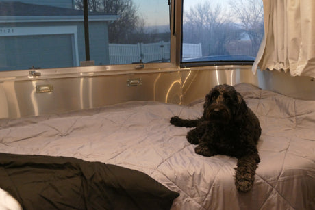 Relaxing black dog on a bed inside a cozy RV rental, gazing out the window at a suburban view.