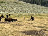 RV rental adventure: See wild Yellowstone bison herd with calves grazing in a vast field.