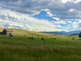 Expansive green pasture with cows, an old barn, and distant snow-capped mountains under a dramatic sky, ideal for an RV rental journey.
