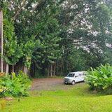 White RV rental van parked on a dirt lot, surrounded by majestic tropical trees with aerial roots and lush green plants.