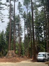 White RV rental parked amidst towering forest trees and a massive stump.