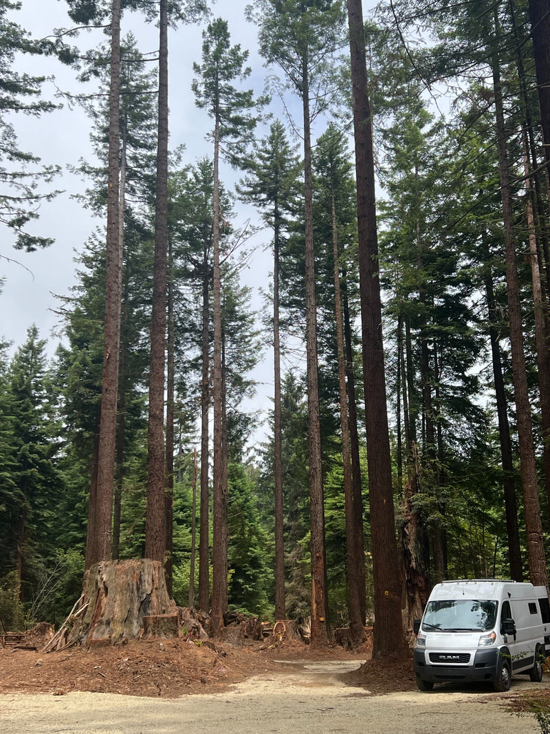 White RV rental parked amidst towering forest trees and a massive stump. — photo 14