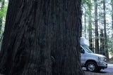 A white RV rental van parked partially behind a massive redwood tree in a forest.
