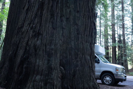 A white RV rental van parked partially behind a massive redwood tree in a forest.