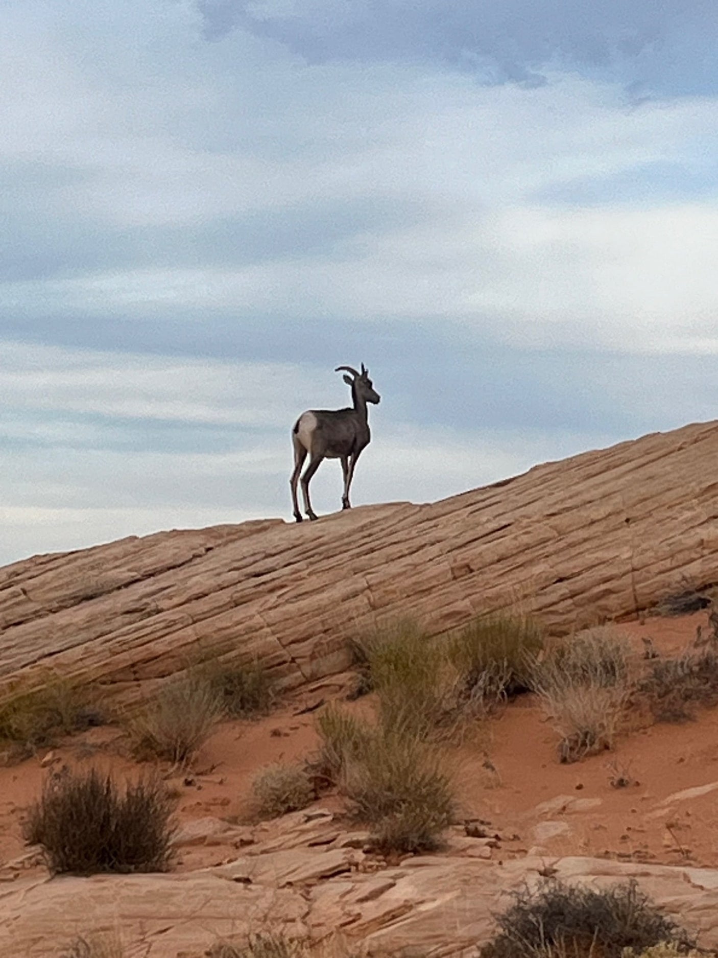 A bighorn sheep on a rocky desert hill under cloudy skies. Experience wild nature; plan your next RV rental adventure!