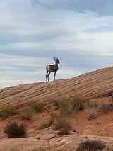 A bighorn sheep on a rocky desert hill under cloudy skies. Experience wild nature; plan your next RV rental adventure!