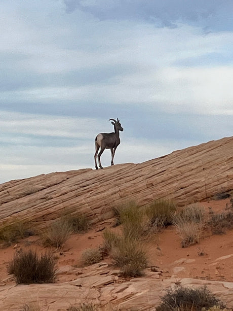 A bighorn sheep on a rocky desert hill under cloudy skies. Experience wild nature; plan your next RV rental adventure!