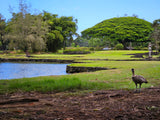 Scenic Hawaiian park: Nene goose by a pond, vibrant trees. Perfect stop for an RV rental adventure.