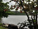 Scenic bay with lush trees and calm waters, an ideal natural setting for an RV rental getaway.