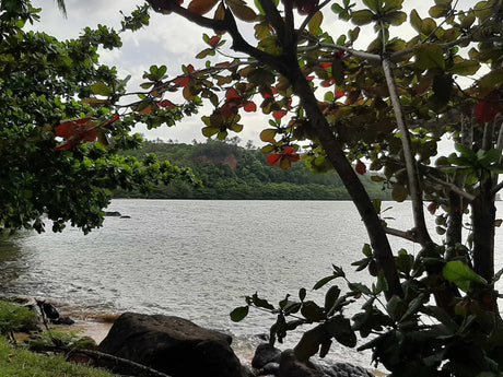 Scenic bay with lush trees and calm waters, an ideal natural setting for an RV rental getaway.
