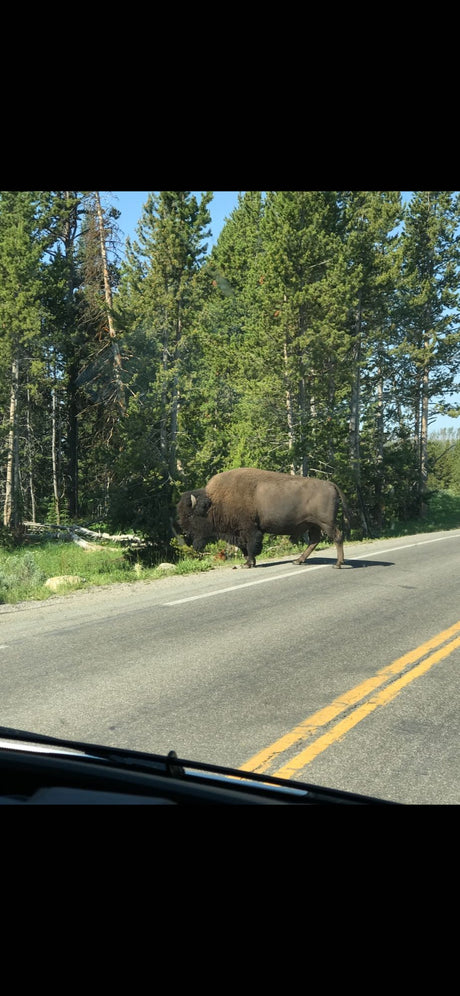 A large wild bison stands next to a road, seen from an RV rental. Tall pine trees form a dense forest backdrop on a clear day.