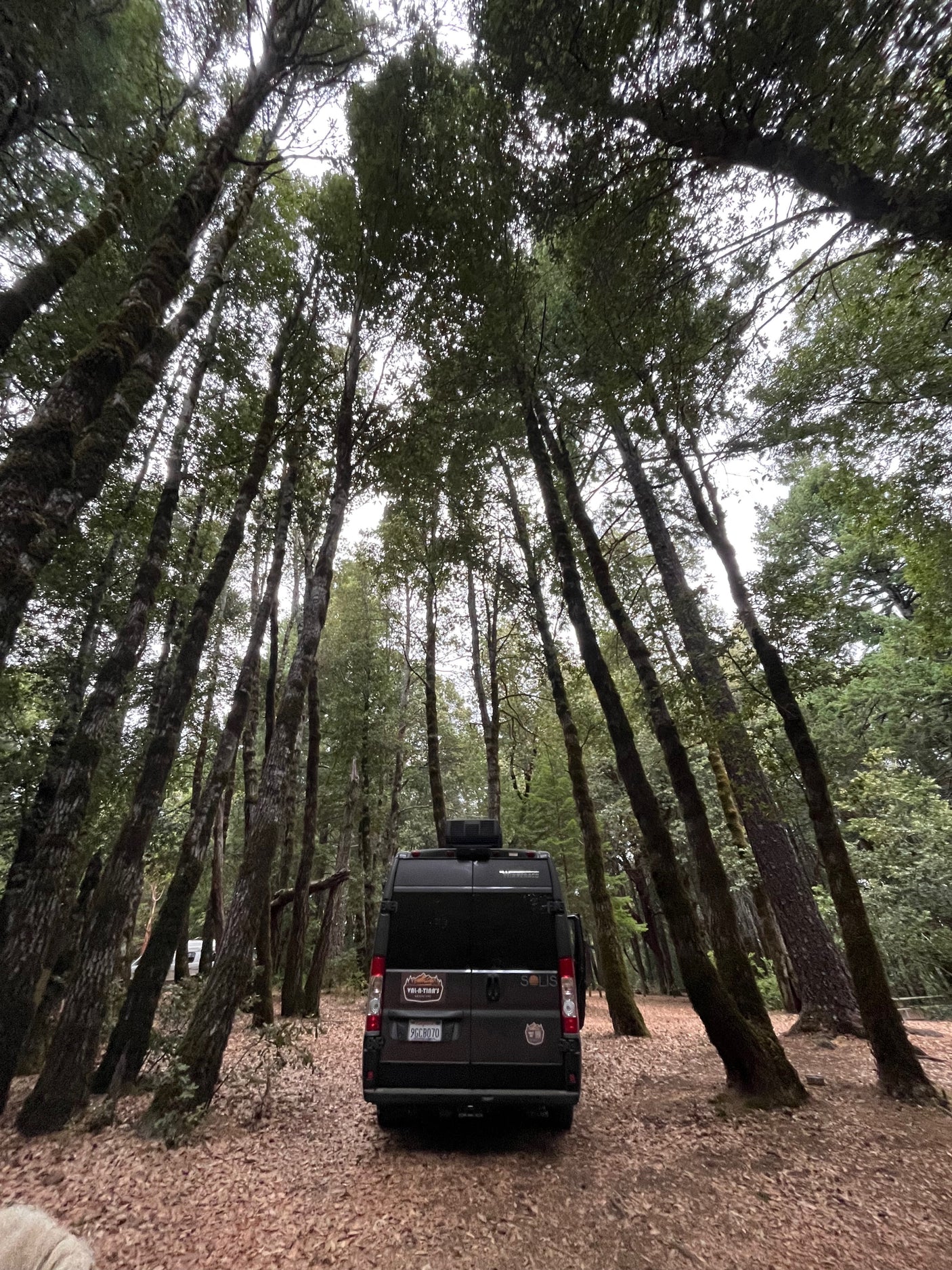 Explore nature in an **RV rental**! Black camper van nestled in a serene forest, surrounded by tall trees and fall leaves.