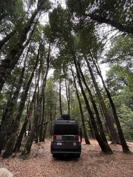 Explore nature in an **RV rental**! Black camper van nestled in a serene forest, surrounded by tall trees and fall leaves.