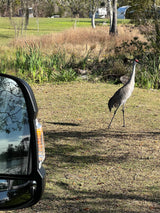 A Sandhill Crane walks in a grassy area with an RV rental campsite in the background. Vehicle mirror reflection on left.