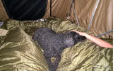 Roof Top Tent SmittyBilt — used rooftop tents for sale