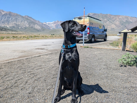 Happy black dog on a leash sits on gravel near a colorful RV rental with mountains in the background.