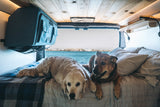 Two happy dogs relax in a cozy RV rental, enjoying a scenic view from the camper van bed. Perfect for pet-friendly travel.