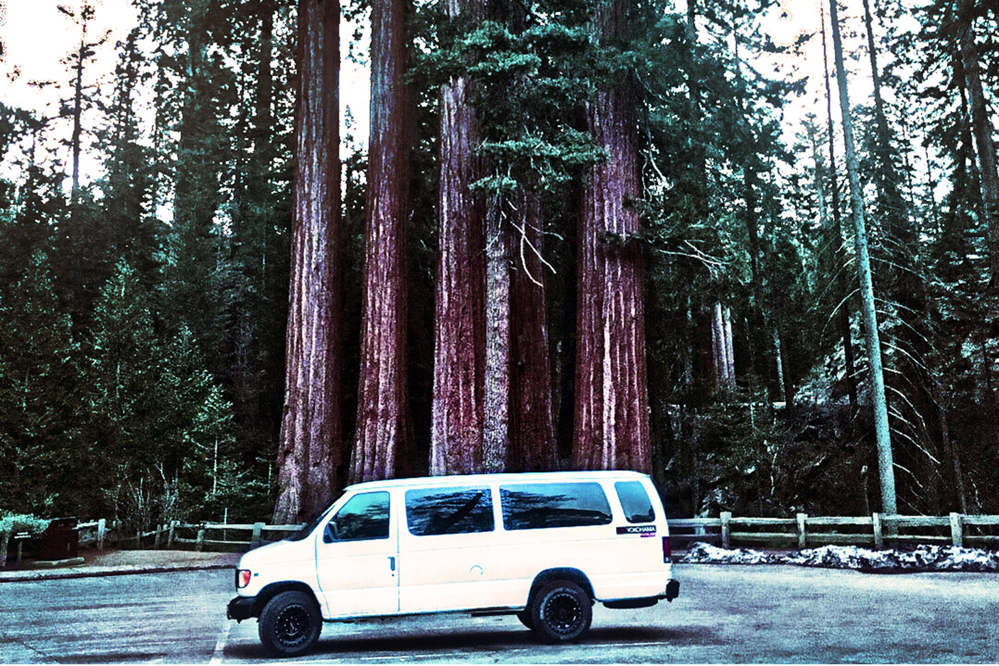 White van (RV rental) parked among colossal redwood trees in a national park. Explore nature!