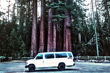 White van (RV rental) parked among colossal redwood trees in a national park. Explore nature!