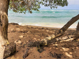 Serene beach view framed by trees, with tranquil ocean and sandy shore. Perfect for your RV rental adventure.
