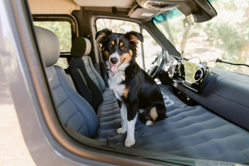 Happy tri-color dog in an RV rental van, sitting on a gray air mattress, ready for adventure. — photo 11
