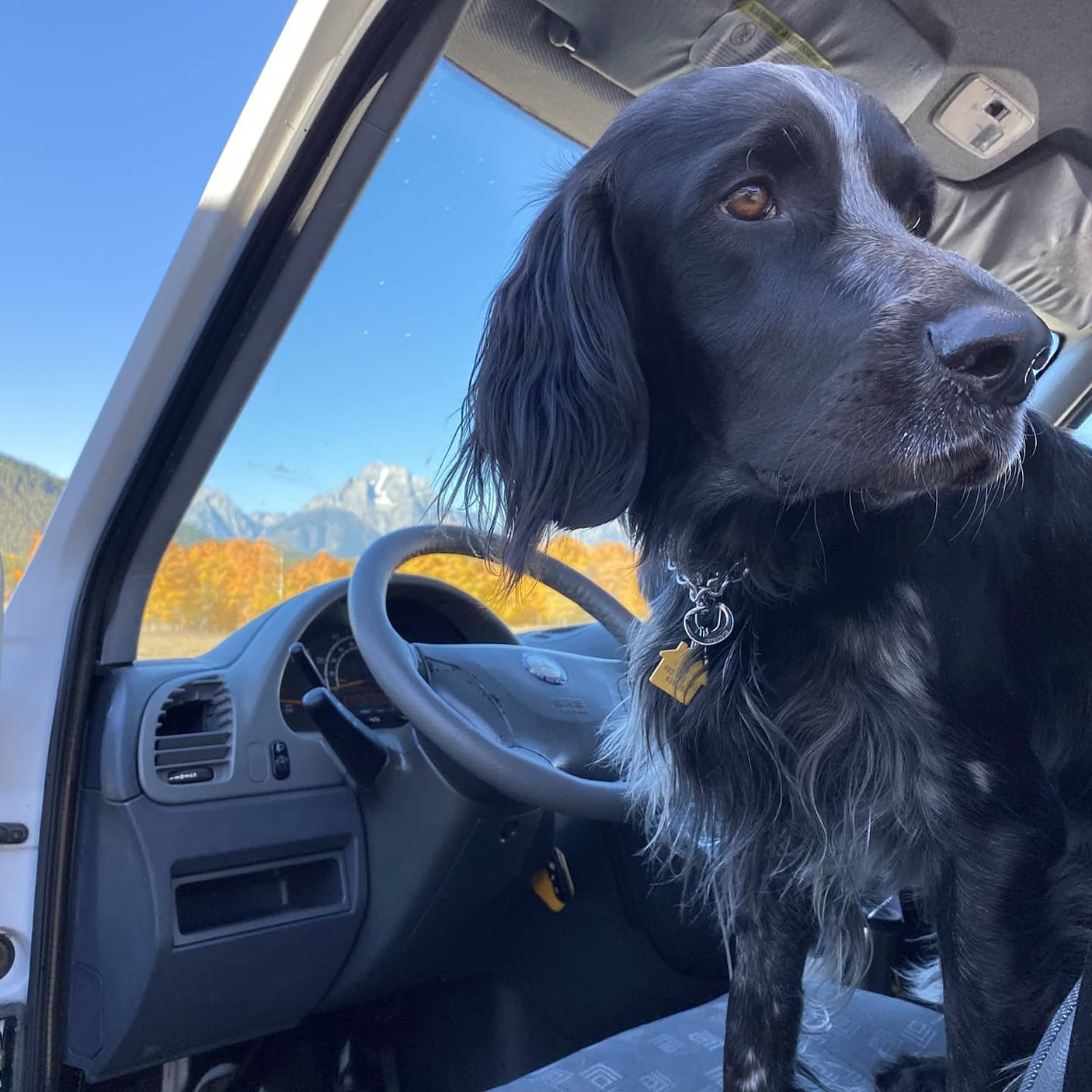 RV rental road trip with our co-pilot! Black dog enjoying scenic fall mountain views from the van.