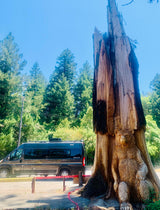 Dark RV rental parked next to a tall, carved tree stump featuring a detailed bear sculpture at its base, with red caution tape.