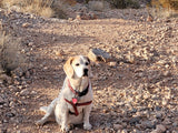 A white and tan dog in a red harness sits on a sunlit, rocky desert trail. Ideal for an RV rental outdoor adventure.
