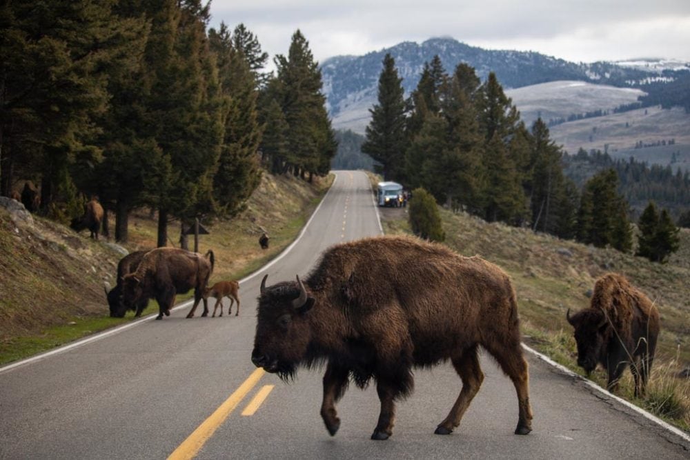Bison cross a park road, pausing RV rental traffic. Wild buffalo roam this scenic national park with distant mountains.