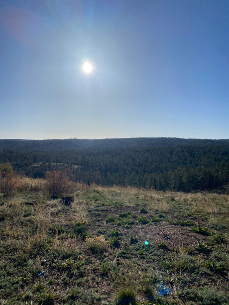 Vast pine forest on a sunny day, perfect for an RV rental trip. Elevated view with clear blue sky.