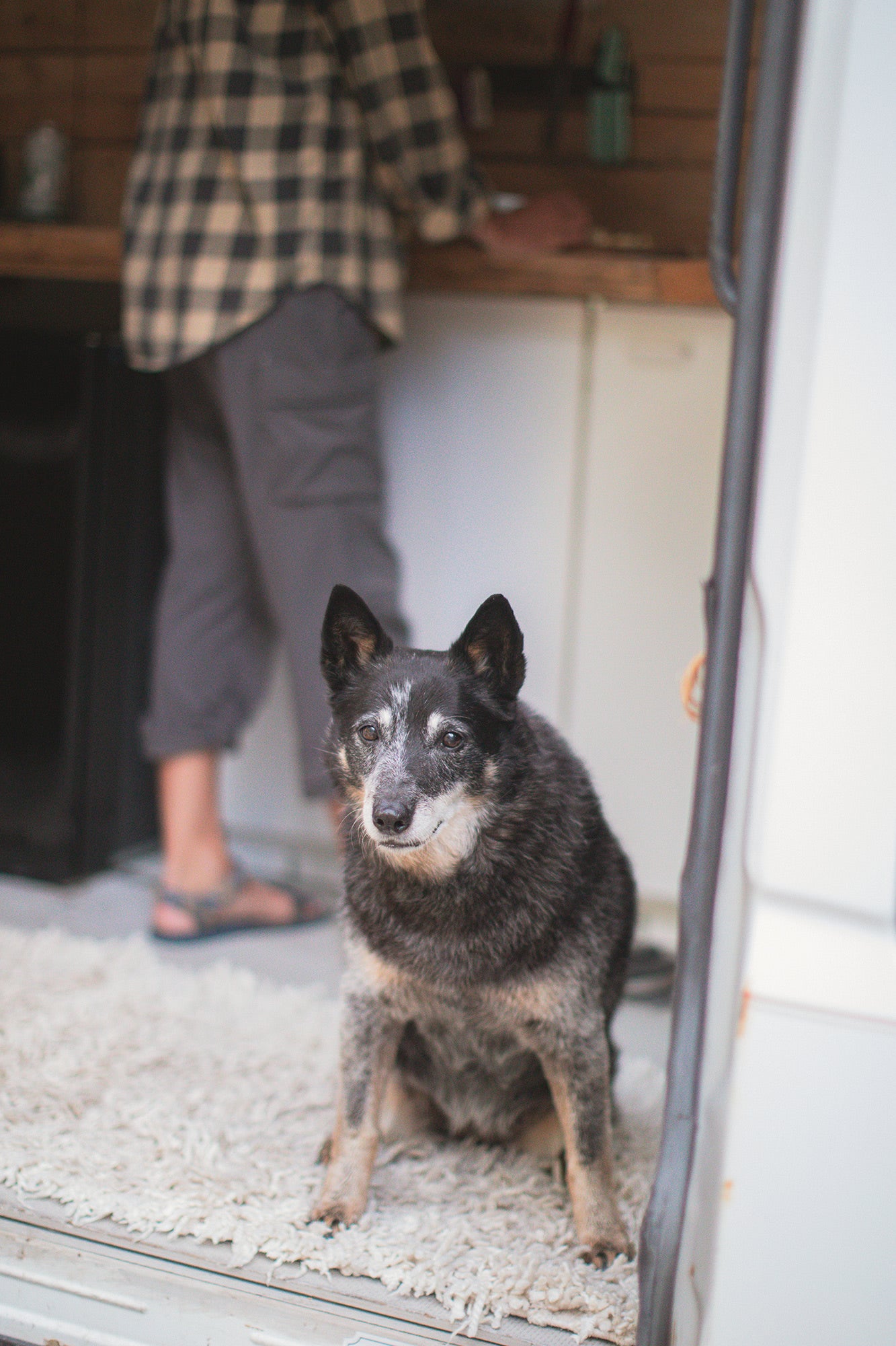 Inside an RV rental: A black and white dog sits on a rug while a person stands in the background.
