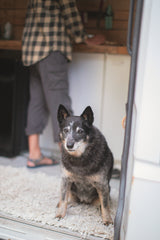 Inside an RV rental: A black and white dog sits on a rug while a person stands in the background.