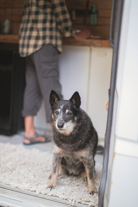 Inside an RV rental: A black and white dog sits on a rug while a person stands in the background.
