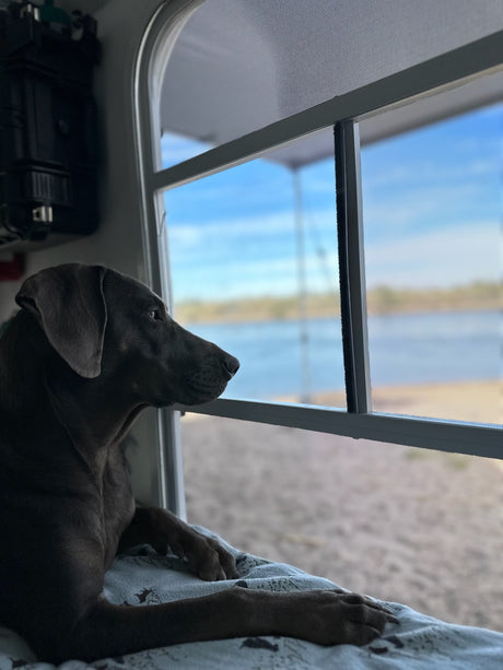 A dark dog gazes from an RV rental window at a scenic lake view, perfect for pet-friendly travel adventures.