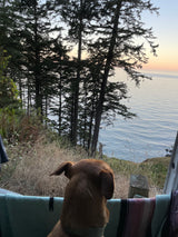A brown dog gazes from an RV rental, overlooking a serene ocean and tall evergreen trees from a cliffside view.