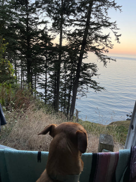A brown dog gazes from an RV rental, overlooking a serene ocean and tall evergreen trees from a cliffside view.