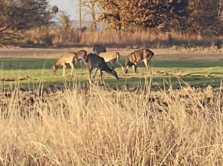 A small herd of deer, including a rare dark one, graze in a sunny field. Ideal scenery for an RV rental trip.