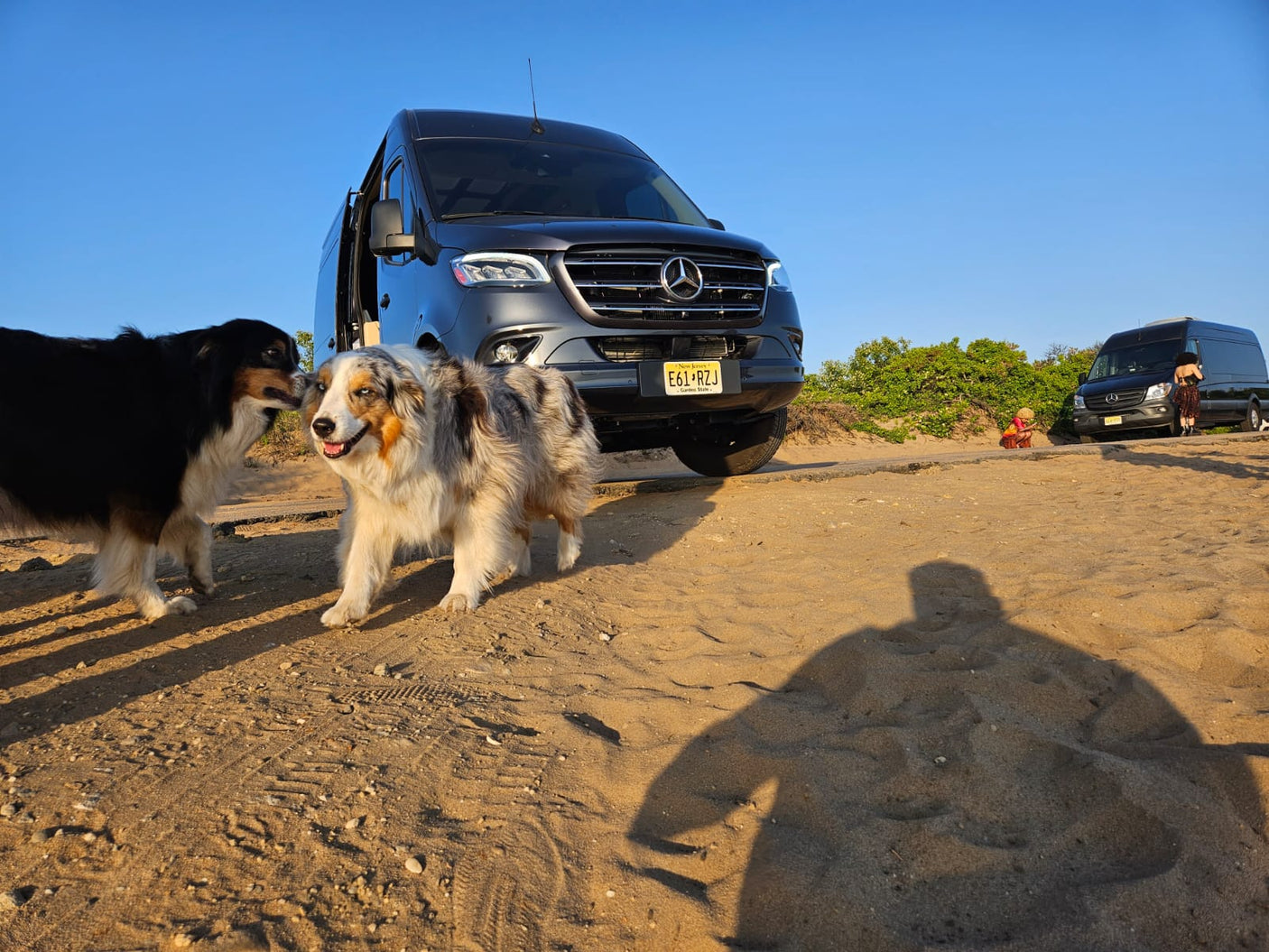 Two happy dogs on sandy terrain with a Mercedes Sprinter van, perfect for an RV rental adventure. Another van and blue sky visible.