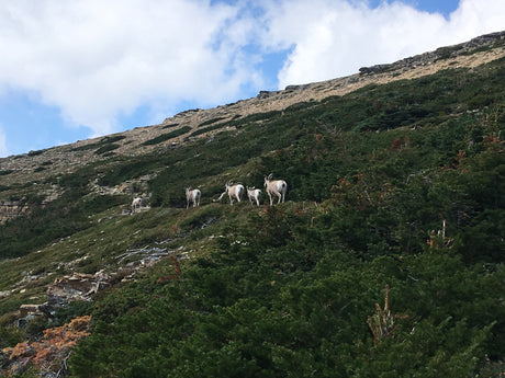 A herd of wild sheep climbs a rugged mountain, ideal scenery for an RV rental trip in the wilderness.