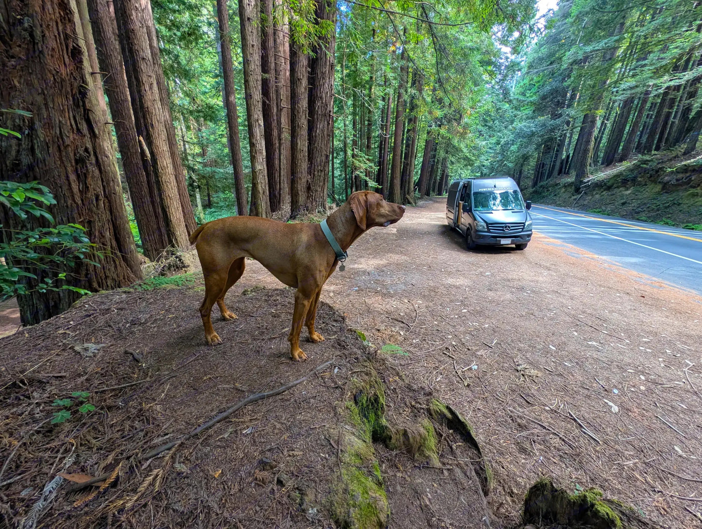 A brown dog stands on a dirt path next to a parked RV rental van, surrounded by tall redwood trees.