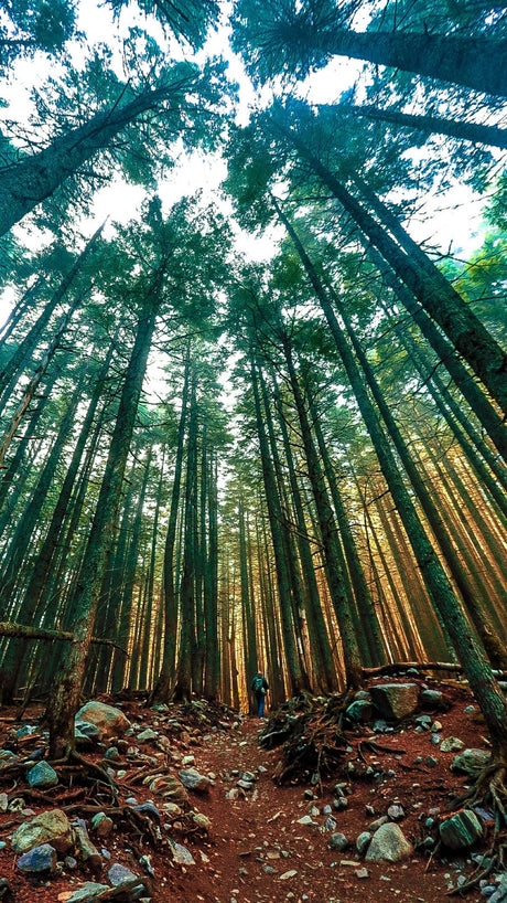 A hiker walks a rugged path through towering, sunlit pine trees. Perfect RV rental adventure awaits!