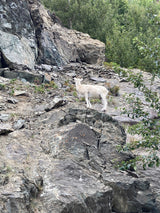 A white mountain goat scales a steep rocky cliff, a majestic wild sight for your RV rental adventure.