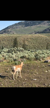 A pronghorn, a deer-like animal with distinctive horns, stands in a vast, wild landscape. Perfect for RV rental adventures!