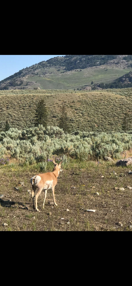 A pronghorn, a deer-like animal with distinctive horns, stands in a vast, wild landscape. Perfect for RV rental adventures!