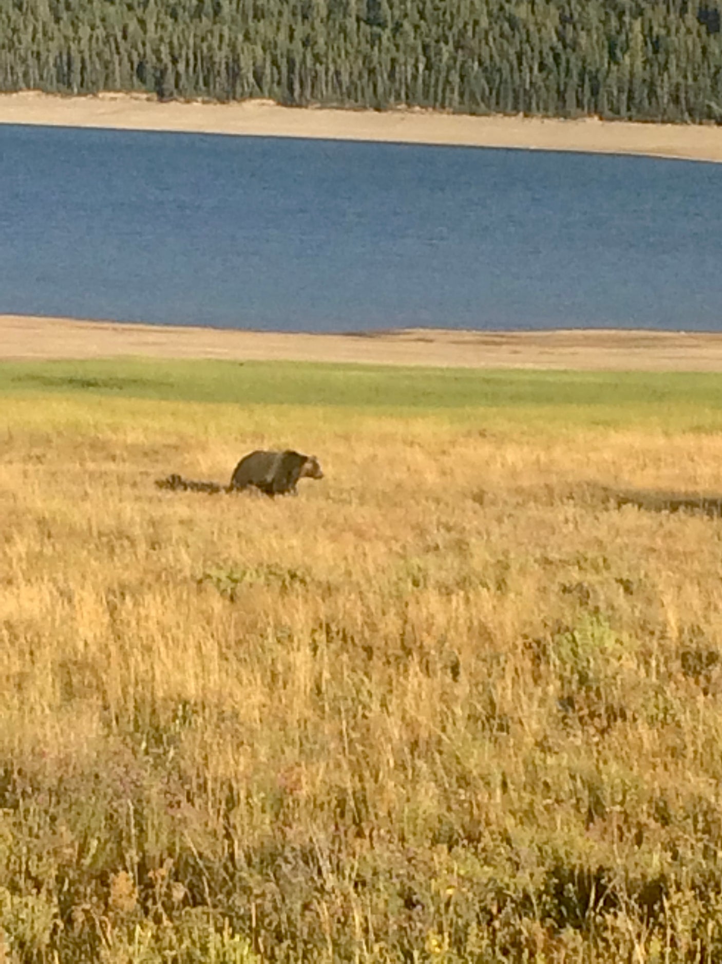 RV rental trip: Spot a bear in a golden field with lake & forest backdrop.
